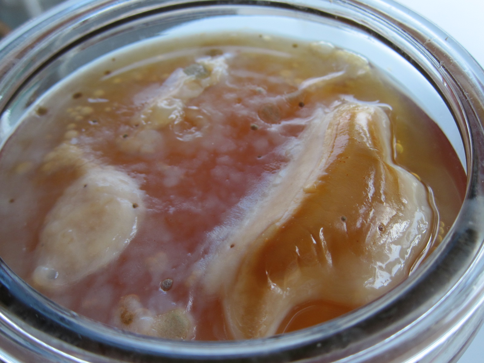 Has My Scoby Gone Bad? And other Kombucha questions - Holistic Squid