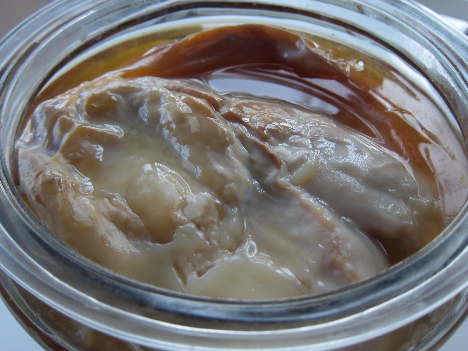 Has My Scoby Gone Bad? And other Kombucha questions - Holistic Squid