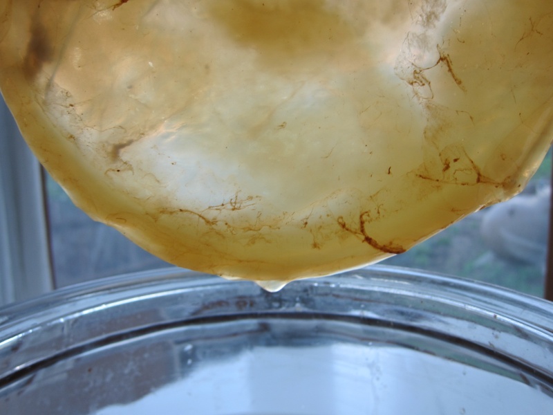 Making Kombucha A Visual Guide Holistic Squid