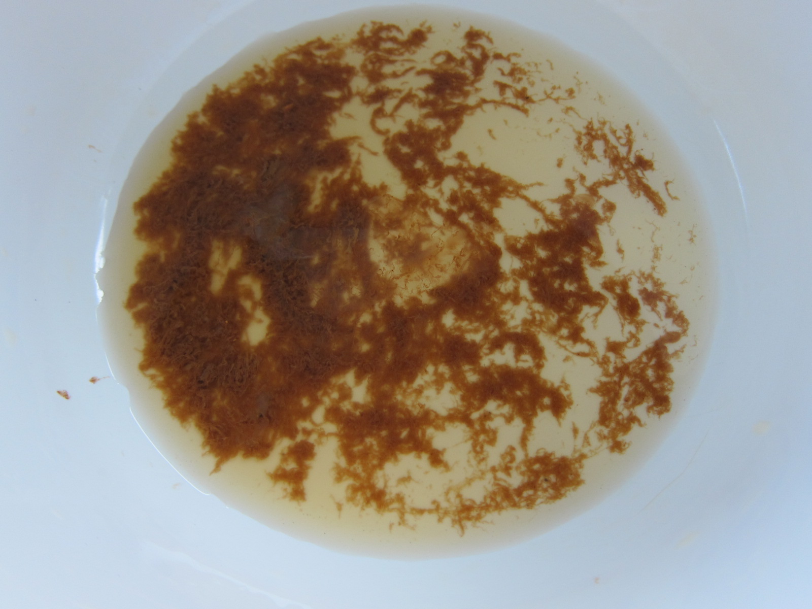 Has My Scoby Gone Bad? And other Kombucha questions Holistic Squid