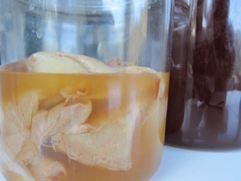 SCOBY Hotel – How to store your kombucha tea fungi - Natural Kefir Drinks  Recipe Blog