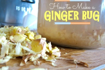 How to Make a Ginger Bug - Holistic Squid