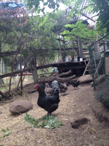 Enclosure for Backyard Chickens - Holistic Squid