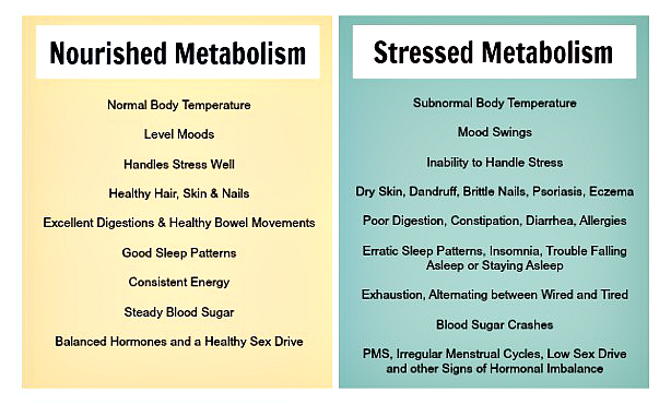 Do You Have a Stressed or Nourished Metabolism? - Holistic Squid