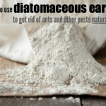 How to Use Diatomaceous Earth to Get Rid of Pests Naturally