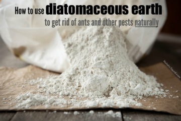 How to Use Diatomaceous Earth to Get Rid of Pests Naturally - Holistic Squid
